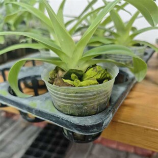 万峰绿缘【苍叶x楼氏】兜兰室内植物好养庭院盆栽