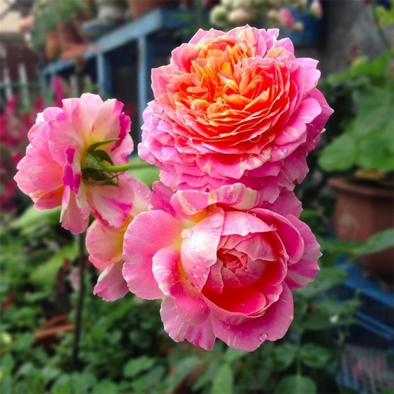 克劳德莫奈  月季花苗开花玫瑰小苗四季盆栽花卉爬藤植物树苗绿植,鲜花速递/花卉仿真/绿植园艺,月季/蔷薇/玫瑰,淘宝优惠券,粉丝福利购,淘宝优惠卷