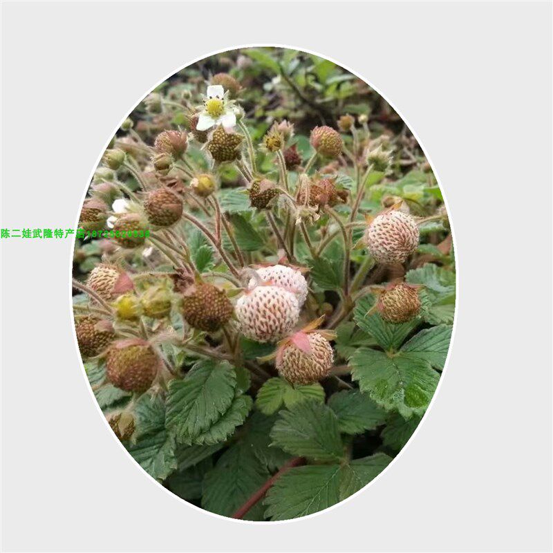 野生白草莓苗菠萝味草苗莓黄毛香草莓苗盆地栽当年结果浆果地泡苗