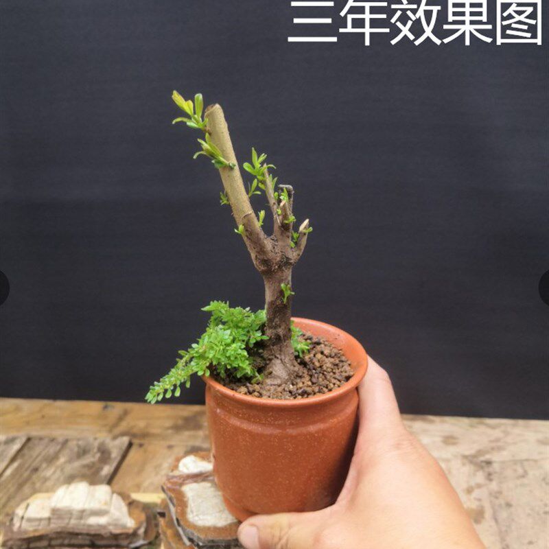 小品盆景叶石榴盆景微型迷你型红灯笼掌上桌面开花结果小盆栽绿植