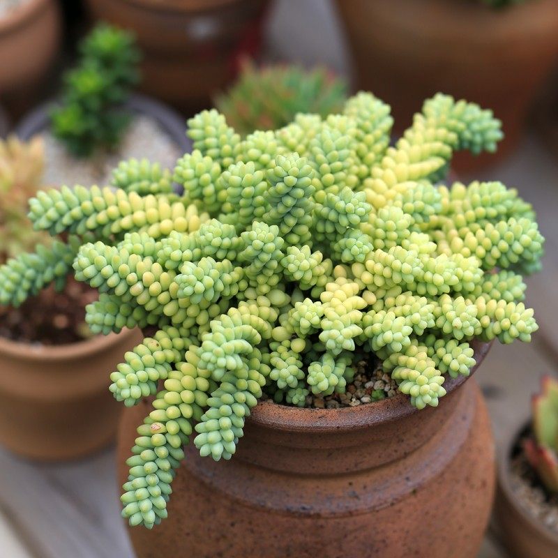 玉缀多肉植物超巨型大多头群生垂吊肉肉绿植盆栽云南花卉直发包邮,鲜花速递/花卉仿真/绿植园艺,多肉植物,淘宝优惠券,粉丝福利购,淘宝优惠卷