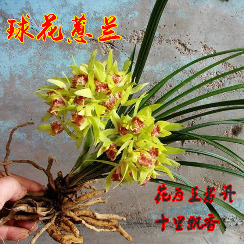 精品大棚兰花 兰花苗 兰草春兰浓香型蕙兰室内绿植客厅花卉四季兰