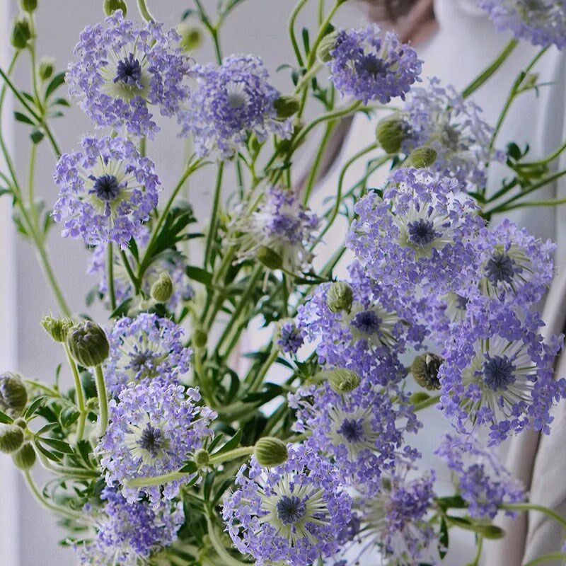 Yoyo花花世界翠珠鲜花白色紫色配草线条鲜花花瓶家庭插花花期长,鲜花速递/花卉仿真/绿植园艺,花材,淘宝优惠券,粉丝福利购,淘宝优惠卷