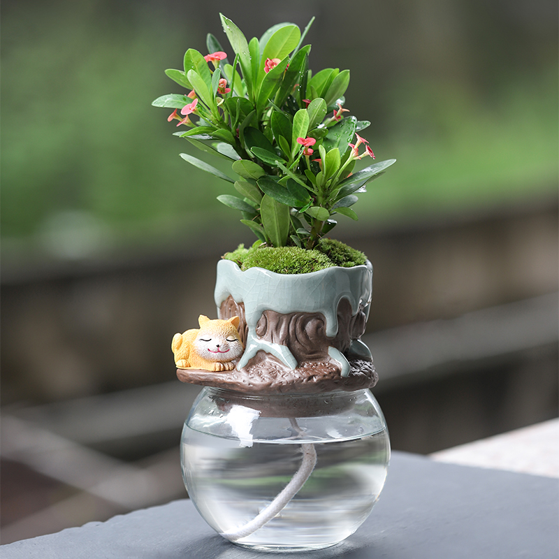 不夜城芦荟万重山仙人掌多肉植物虎刺梅花卉办公室桌面小盆栽植物