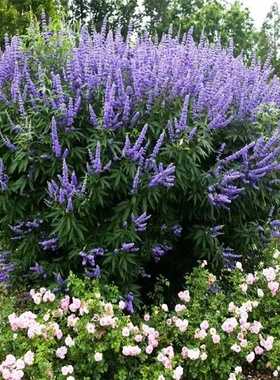 紫色穗花牡荆盆栽植物树苗薰衣草树苗耐寒耐热庭院阳台树状鼠尾草