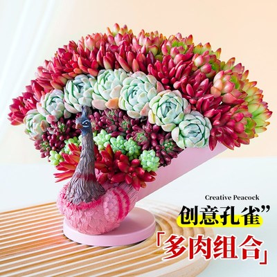 多肉植物室内盆栽大颗好养老桩大株带创意盆趣味桌面高端绿植花卉