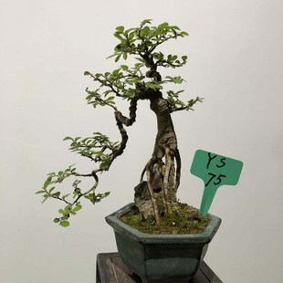 小叶榆树盆景悬崖临水造型微盆景文人附石榆树提根抱石阳台办公桌