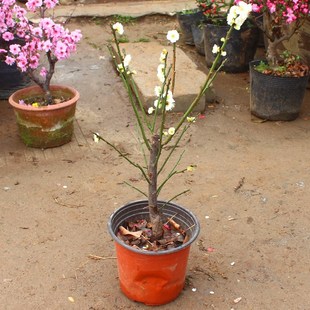 绿梅老桩盆景绿萼梅花金钱绿萼盆栽室内外浓香花卉耐寒带花苞梅花