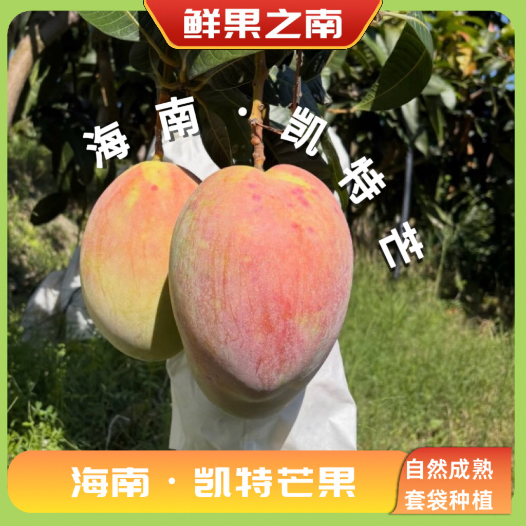 【顺丰包邮】海南凯特芒甜芒果新鲜水果当季现摘现发礼盒水果