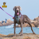 大狗防爆冲背心式 胸背带金毛拉布拉多中大型犬背带遛狗绳狗牵引绳
