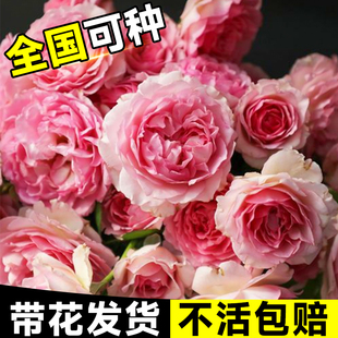 大苗藤本蔷薇花苗盆栽果汁阳台四季 罗衣爬藤月季 庭院绿植物开花卉
