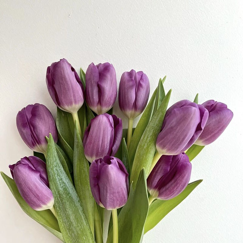 冬日一帘幽梦紫色郁金香鲜花家居办公餐桌茶几装饰插花商务送花