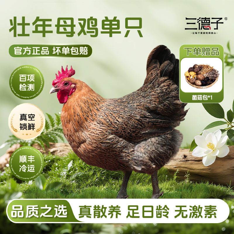 三德子 农家散养老母鸡【单只】350天土鸡走地鸡孕妇坐月子鸡汤