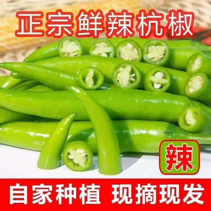 [香辣杭椒]农家自种薄皮杭椒 香辣小青椒 坏损包赔付