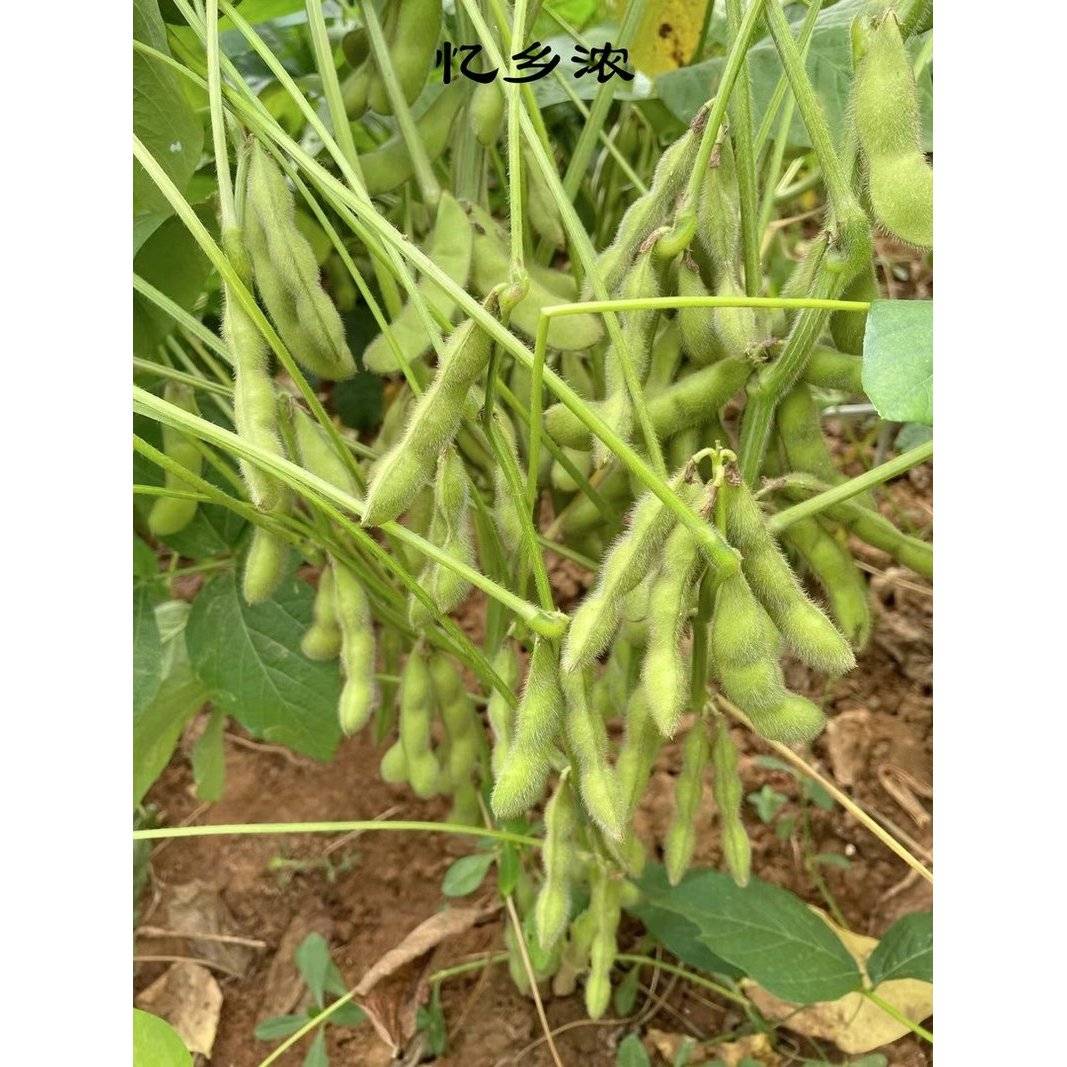 新鲜带壳毛豆产地直采农家自种不泡水毛豆现摘现发新鲜豆荚嫩毛豆
