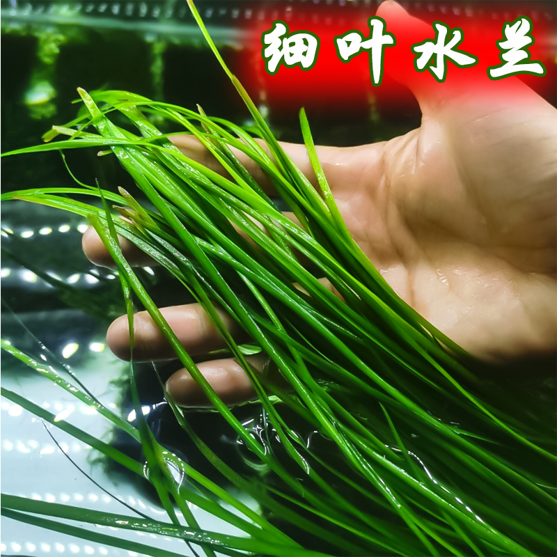 迷你水兰水草苦草椒草原生溪流鱼缸造景套餐懒人阴性水下淡水植物