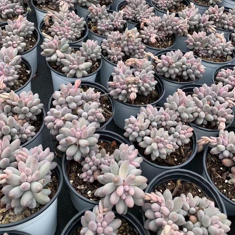 婴儿手指群生老桩多头多肉植物小盆栽组室内阳台花卉新手四季好养