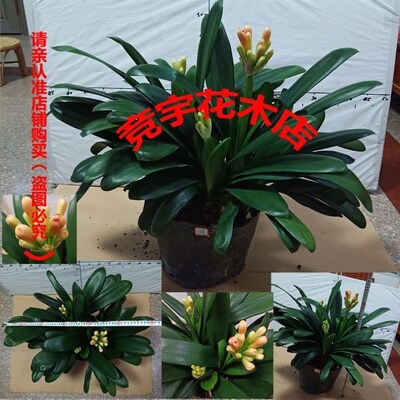 群兰一头生转兰多头君子兰盆栽圆头宽叶兰花五年大苗绿植四季包邮