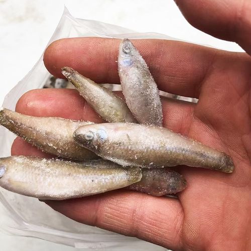 新鲜麦穗鱼冷冻饲料单冻龙鱼虎鱼鱼食冷冻虾冷冻沉底鱼虎鱼魟鱼