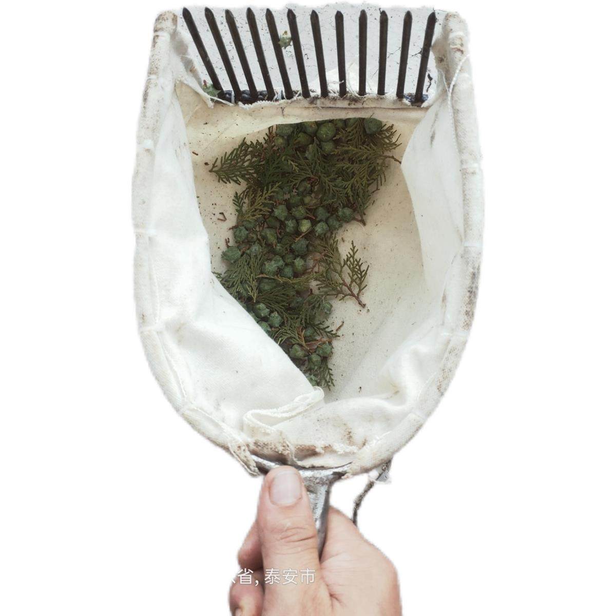 柏籽工具摘柏子摘松子神器柏树籽神器摘山枣酸枣小枣摘果神器新款