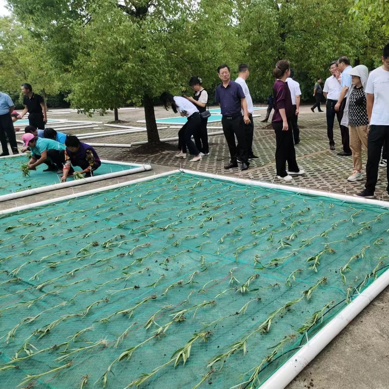 农业种植水上浮箱水芹培育空心菜种植等水植物专用网箱全新料安全