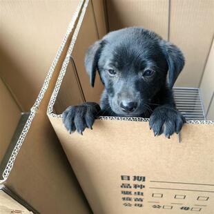 猫笼新款笼子宠物纸箱DIY箱笼配件隔离狗窝小型繁育笼一次性兔笼