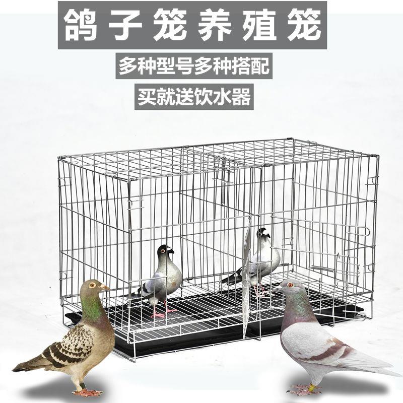 加粗鸽子笼包邮鸽子用品用