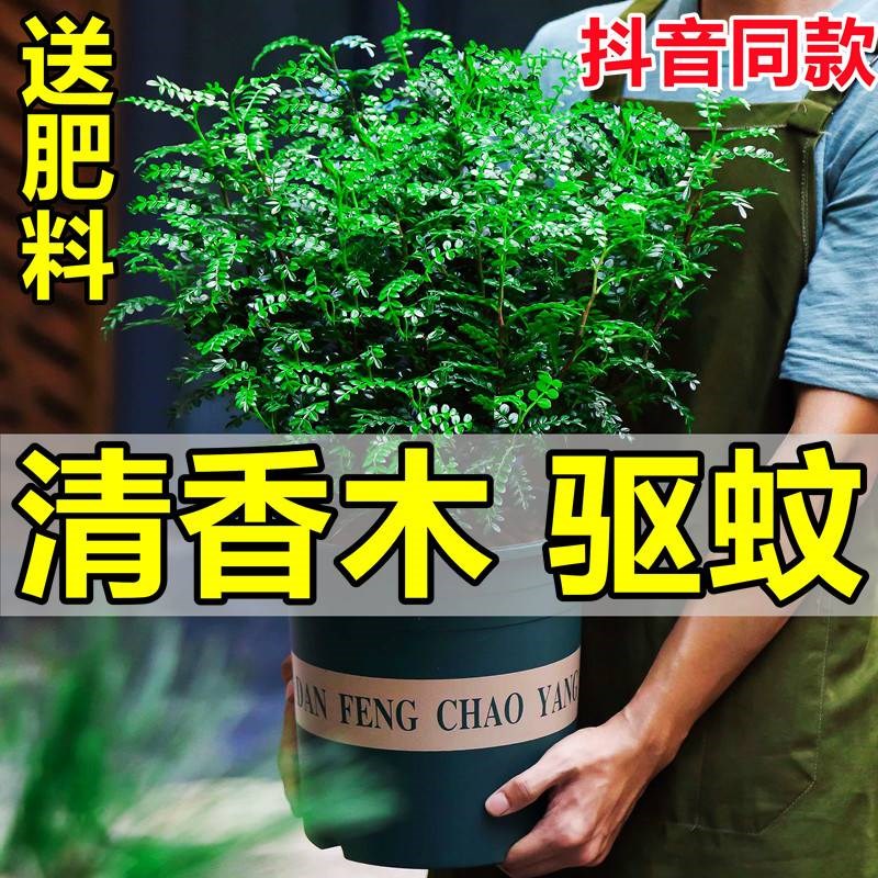 正宗驱蚊清香胡椒木老桩绿植盆栽室内茶几办公室四季常青净化空气