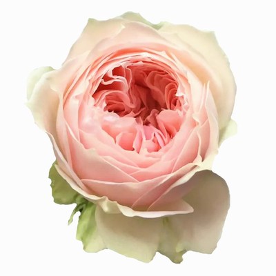 绒球门廊月季花四季浓香灌木大花苗阳台盆栽庭院地栽切花玫瑰欧月