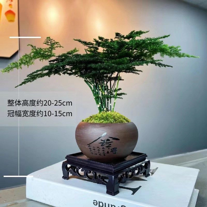 禅意文竹盆栽植物室内花卉盆景客厅办公室桌面小绿植好养四季常青,鲜花速递/花卉仿真/绿植园艺,绿植,淘宝优惠券,粉丝福利购,淘宝优惠卷