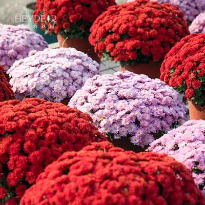 海蒂的花园球菊紫菀荷兰菊多年生耐寒花卉盆栽庭院阳台好养植物苗