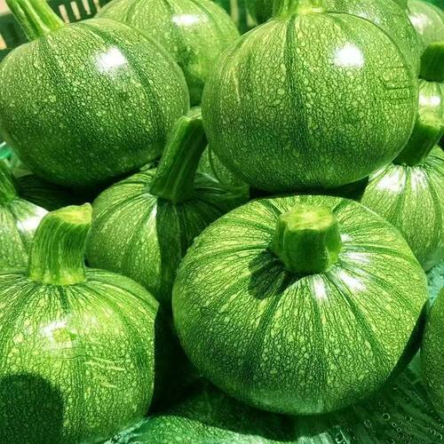 云南小圆瓜新鲜嫩南瓜现摘西葫芦瓜圆形绿皮嫩瓜甜瓜金瓜农家蔬菜