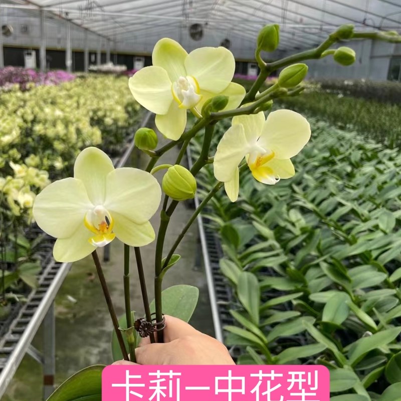 欧洲新品种 带花苞花剑开花株 室内盆栽植物花卉