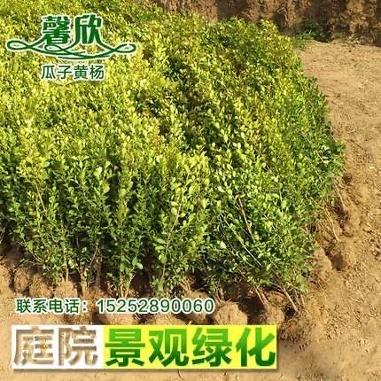 瓜子黄杨小苗小叶黄杨冬青树苗庭院室外盆景篱笆围墙植物常绿灌木