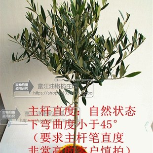 油橄榄树苗盆景3年龄小绿植庭院室内客厅阳台棒棒糖小型真植物