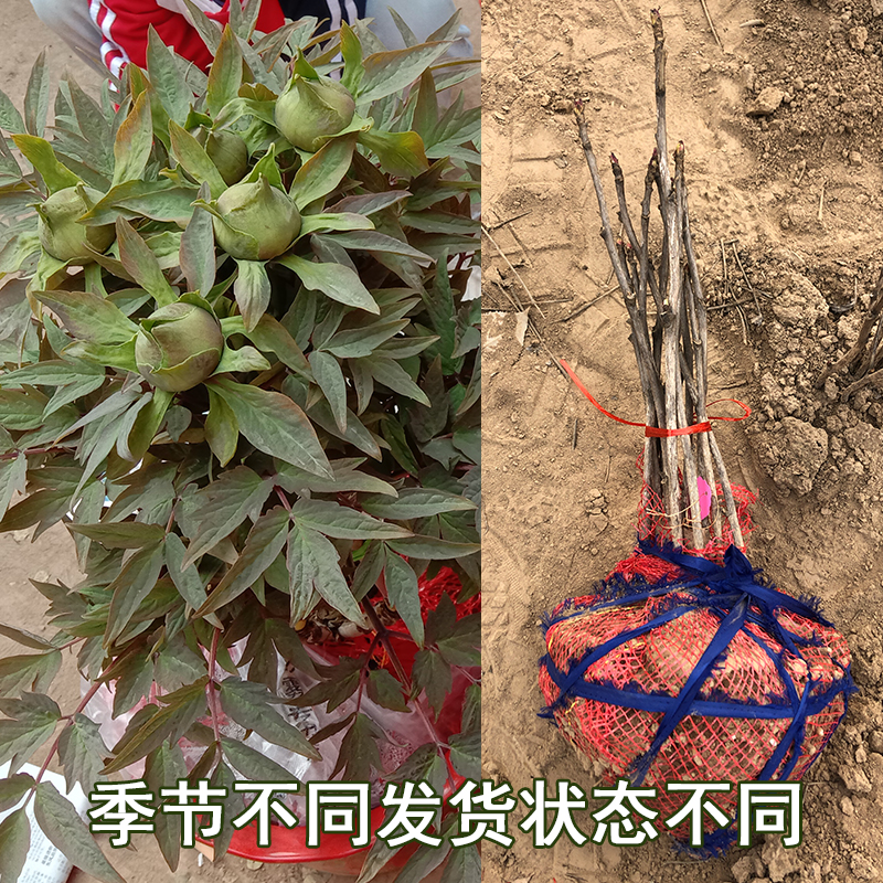 菏泽正宗观赏牡丹花苗树苗老桩大苗庭院盆栽重瓣牡丹带花苞带土球