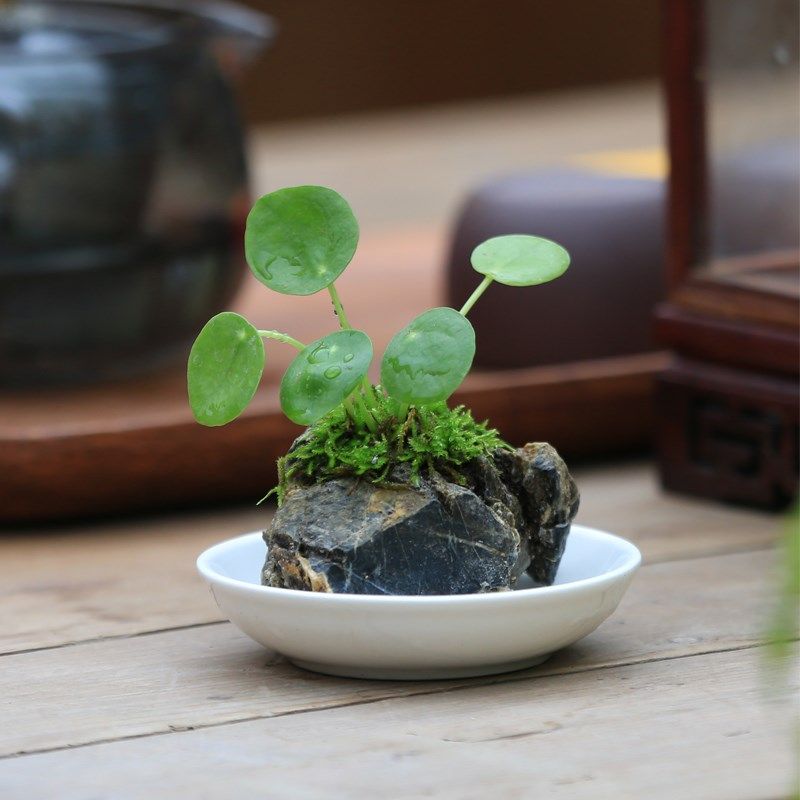 蕨类植物黄杨摆放茶几盆栽净化空气罗汉松趣味桌面水培植物小盆景,鲜花速递/花卉仿真/绿植园艺,绿植,淘宝优惠券,粉丝福利购,淘宝优惠卷