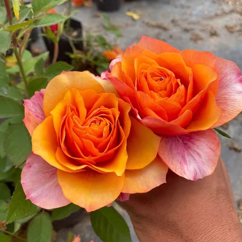 艾帕索月季花苗开花玫瑰小苗四季盆栽花卉爬藤植物藤本蔷薇树绿植