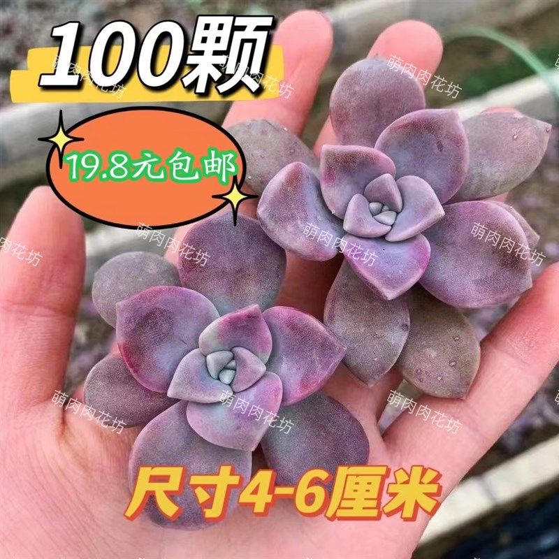 紫乐碧桃秋丽玉缀红布丁多肉植物砍头苗淡雪姬胧月吸财树种苗组合