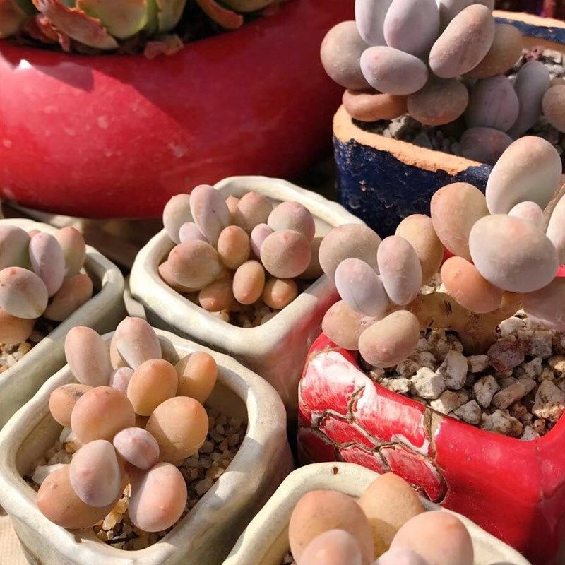 有的人说是蛋黄奶酪 原始奶 多肉植物  5棵包邮,鲜花速递/花卉仿真/绿植园艺,多肉植物,淘宝优惠券,粉丝福利购,淘宝优惠卷