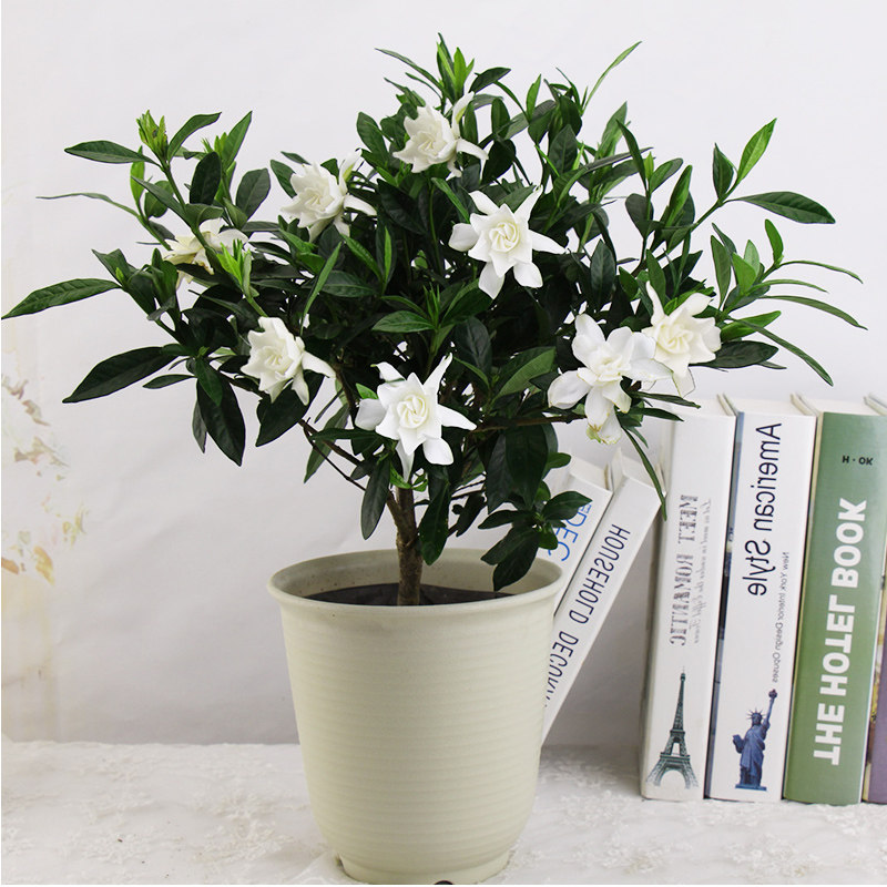 包邮栀子花盆栽带花苞四季花卉盆栽植物室内观花植物枝枝花好养花