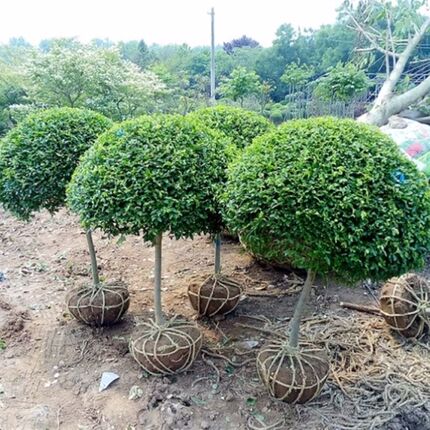 小叶女贞造型树风景树庭院别墅绿化篱笆围墙植物观叶四季常青苗木