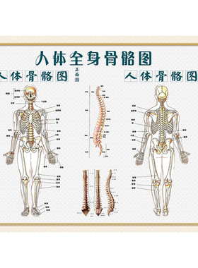 人体骨骼图挂图人体内脏器官结构图海报脊柱图解肌肉分布解剖挂画