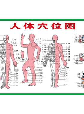 人体穴位图海报展板全身经络穴位参照图人体背部人体胸部墙贴墙纸