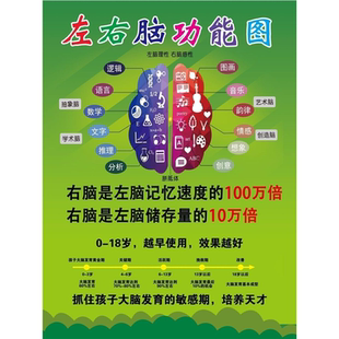 人体开发大脑左右脑部功能图宣传栏海报印制展板写真喷绘挂图墙贴