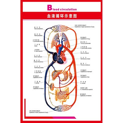 人体海报展板人体科普图 血液循环示意图挂图印制宣传画墙贴纸