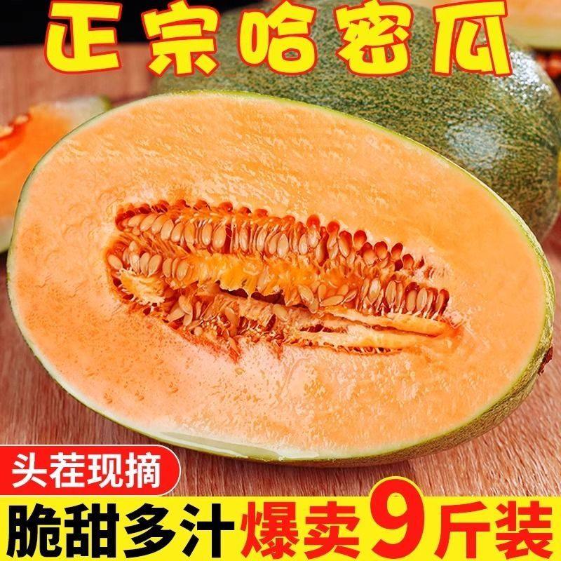 正宗西州蜜哈密瓜9斤新鲜哈密瓜应季甜脆清爽可口网纹瓜孕妇水果