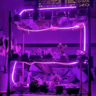 LED多肉补光灯全光谱家用室内上色补光灯带仿太阳日照植物生长灯