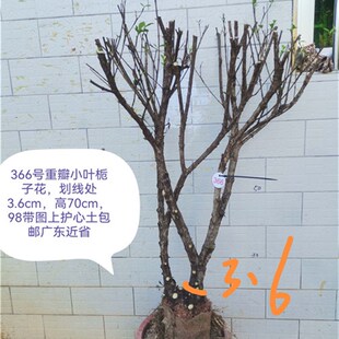 小叶栀子花重瓣栀子花水横枝小老桩盆景重瓣提根栀子花