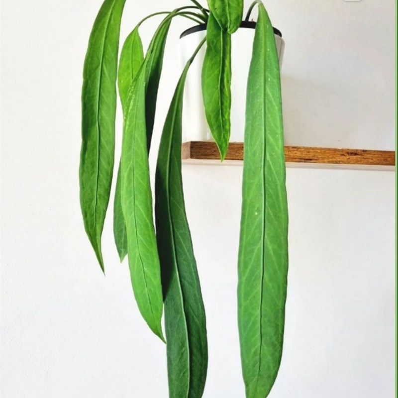 维塔领带花烛海芋蔓绿绒天南星科室内垂吊悬挂绿植盆栽火观叶植物